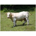 45_taureau_charolais.jpg