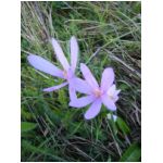 Colchique dans les pr�s