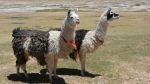 Les Lamas