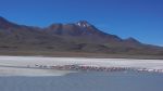 Flamants roses sur le Salar